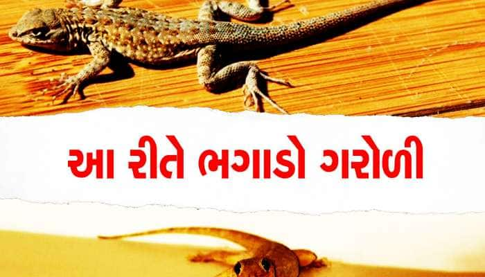 Lizards: ઘરમાં એક-બે નહીં ભેગી થઈ છે ગરોળીઓની ભીડ, ભગાડવાનો આ જ છે ઉપાય