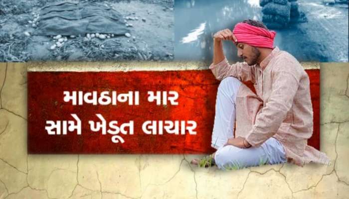 મેઘરાજાએ ખેડૂતોના પાકનો સોથ બોલાવ્યો , મોં સુધી આવેલો કોળિયો, માવઠાએ છીનવ્યો 