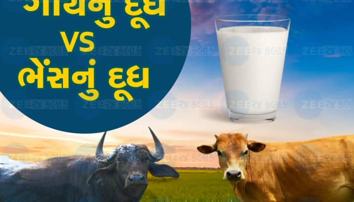 Milk Benefits: ગાયનું દૂધ કે ભેંસનું દૂધ, જાણો તમારા સ્વાસ્થ્ય માટે કયું વધુ હેલ્ધી?