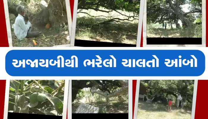 ગુજરાતની અજાયબી! 25 વર્ષમાં 10 ફૂટ ચાલ્યો ચાલતો આંબો, જોવા માટે દુનિયા ગાંડી