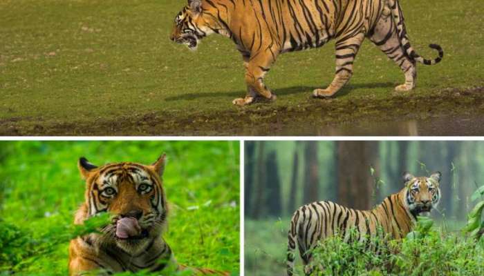 Tiger Safari In India: ટાઇગર સફારી માટે આ છે શ્રેષ્ઠ સમય, પ્લાન કરો અને ઉપડી જાવ