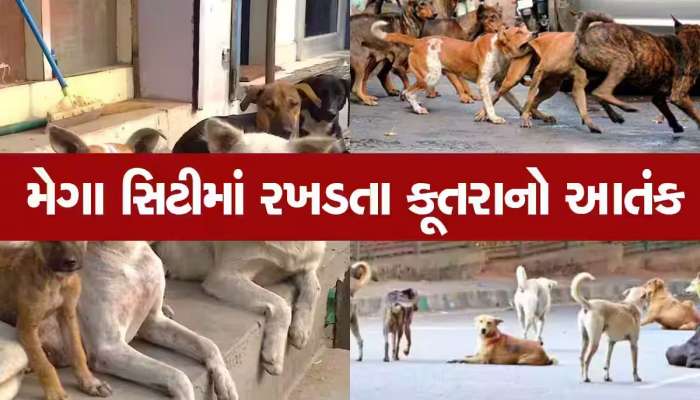 ગુજરાતના આ શહેરમાં છે સૌથી વધારે કુતરાનો ત્રાસ, તંત્રના પાપે લોકોને હાલાકી