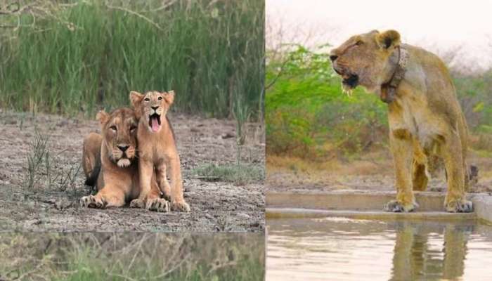 રાજુલાની રાણી ગણાતી સિંહણ ‘ક્વીન’એ નોંધાવ્યો વર્લ્ડ રેકોર્ડ, વનવિભાગ ચોંકી ઉઠ્યું