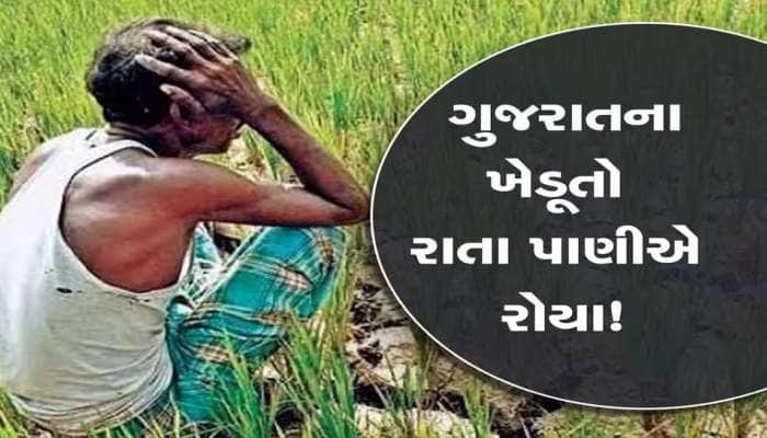 ગુજરાતમાં વરસાદે ખેડૂતોનું ગણિત બગાડ્યું! મોઢે આવેલો કોળિયો છીનવ્યો, નુકસાન જોઈ જીવ