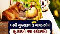 ગુજરાતના આ ગામમાં કુતરા પણ છે કરોડપતિ! અહીં કુતરાઓના નામે છે કરોડોની રોડ ટચ જમીન