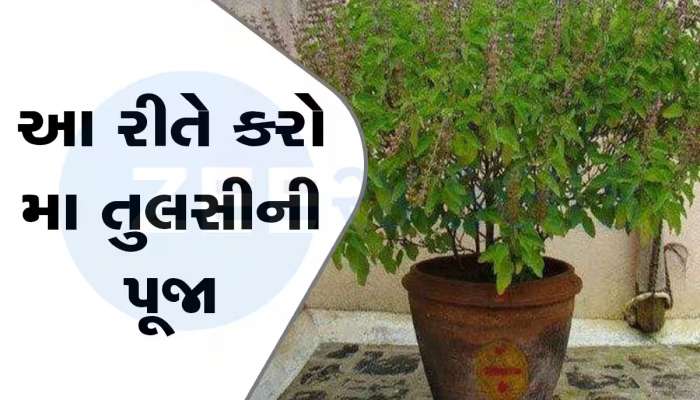 એકદમ શુભ હોય છે તુલસીના છોડ પર નાડાછડી બાંધવી, મા લક્ષ્મીના મળે છે આર્શિવાદ