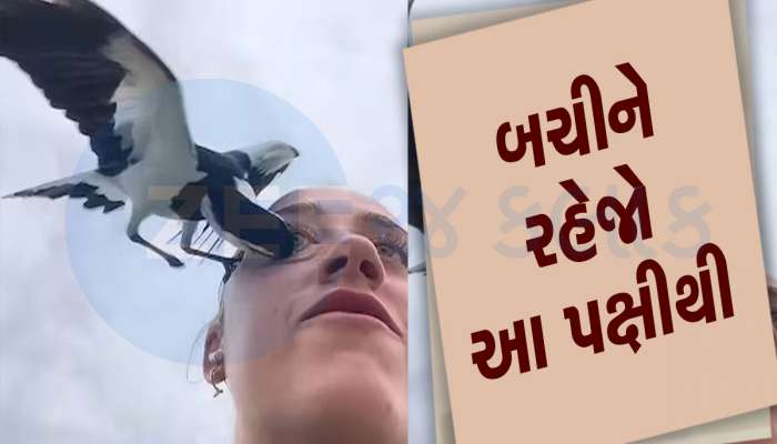 VIDEO! લોકોની આંખો કાઢીને ભાગી જાય છે આ પક્ષી : બનાવી દે અંધ, નામ છે નીલકંઠ