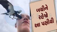 VIDEO! લોકોની આંખો કાઢીને ભાગી જાય છે આ પક્ષી : બનાવી દે અંધ, નામ છે નીલકંઠ