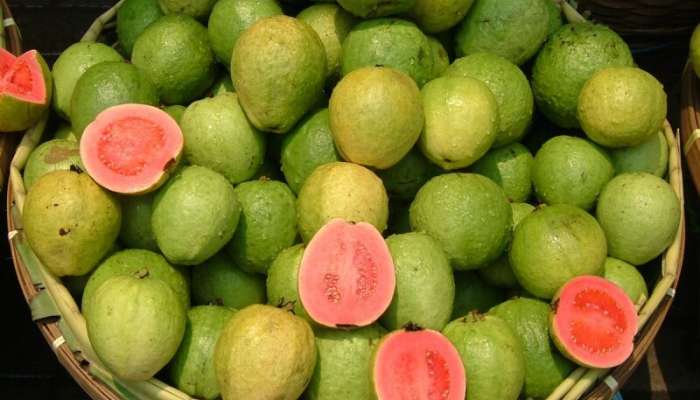 Guava Benefits: એટલા માટે શિયાળામાં ખાવામાં આવે છે જામફળ, જાણો ચમત્કારીક ફાયદા