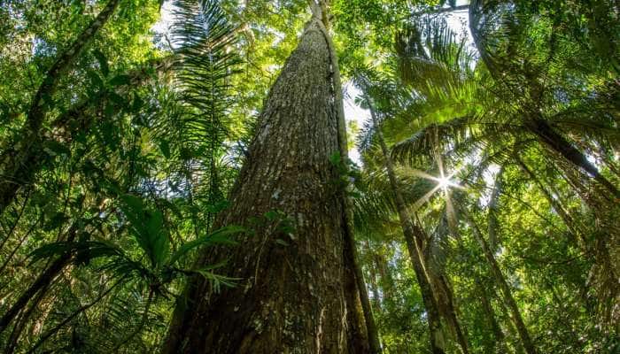 120 વૃક્ષો, 12 વર્ષની ધીરજ, કરોડપતિ બનવાની છે ઇકો-ફ્રેન્ડલી રીત: 1 લાખનું કરો રોકાણ