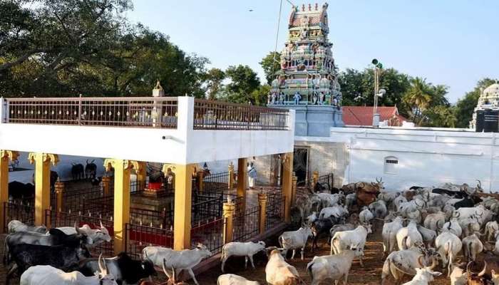 ભારતનું એકમાત્ર મંદિર જ્યાં નથી પુજાતા કોઈ ભગવાન, ગાય અને બળદની થાય છે પૂજા