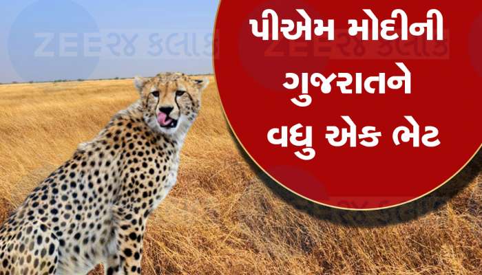 હવે લોકો દોડીને કચ્છ જોવા આવશે : અહી રણની સાથે ચિત્તા પણ જોવા મળશે, ચિત્તાનું નવું ઘર બનશે કચ્છનું આ ઘાસનું મેદાન 