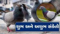 કબૂતરોને ઘરથી દૂર રાખો, જ્યોતિષની દ્રષ્ટીએ નથી યોગ્ય: ગરીબીની સાથે રોગ ઘર કરી જશે