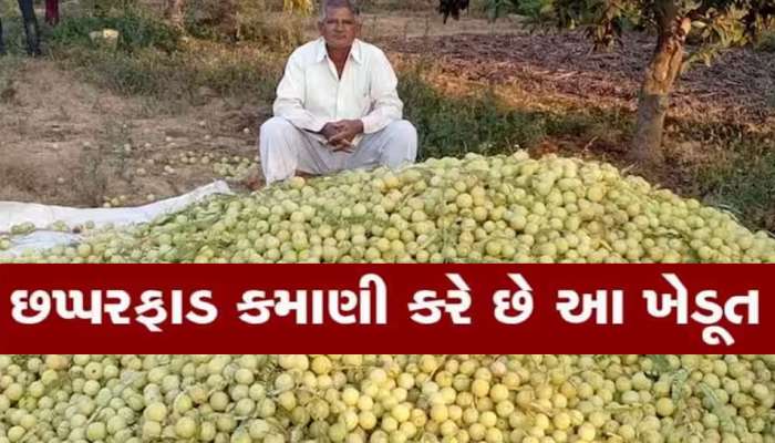 Success Story: આ ગુજરાતી ખેડૂતે ખેતીમાં નવી ક્રાંતિ સર્જી; નવી પદ્ધતિ અપનાવી કેવી રીતે કરે છે આંબળાની ખેતી?