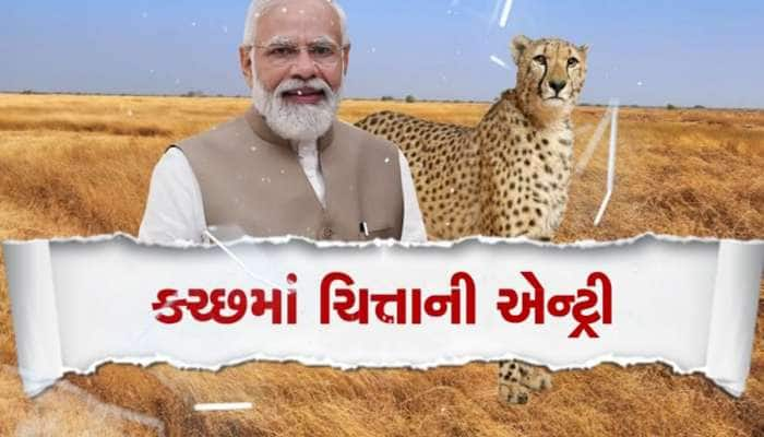 ગુજરાતમાં સાવજ બાદ વધુ એક વન્યજીવની એન્ટ્રી, લુપ્ત થયેલા ચિત્તા ફરી જોવા મળશે