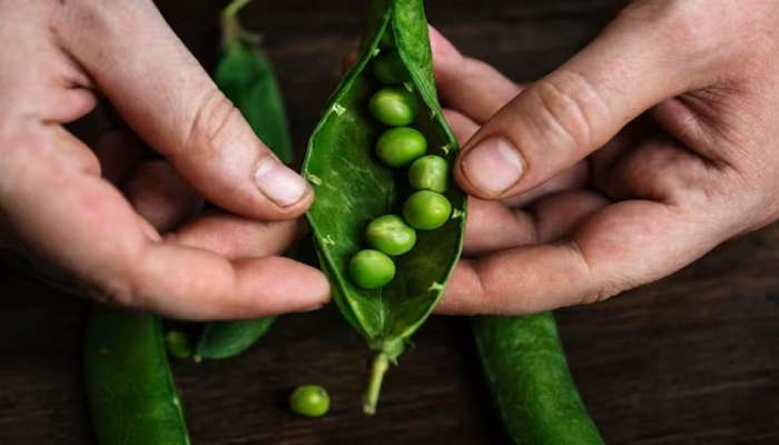 Green Peas Benefits: શિયાળામાં રોજ એક મુઠ્ઠી લીલા વટાણા કાચા ખાવા, શરીરને થશે આ 5 જબરદસ્ત ફાયદા