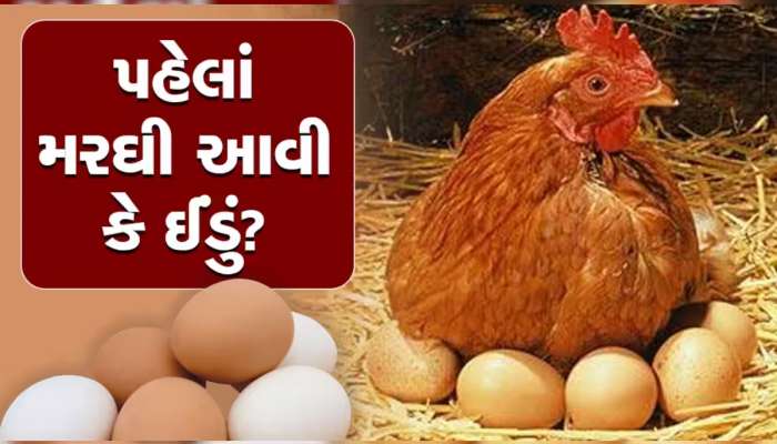 ખબર છે દુનિયામાં પહેલાં મરઘી આવી કે ઈંડું? વૈજ્ઞાનિકોએ શોધી કાઢ્યો જવાબ, આ રહ્યા પુરાવા