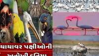 શિયાળામાં સવારે અમદાવાદ નજીકની આ જગ્યાએ પહોંશો તો જોવા મળશે ઝન્નત! ચુકતા નહીં મોકો