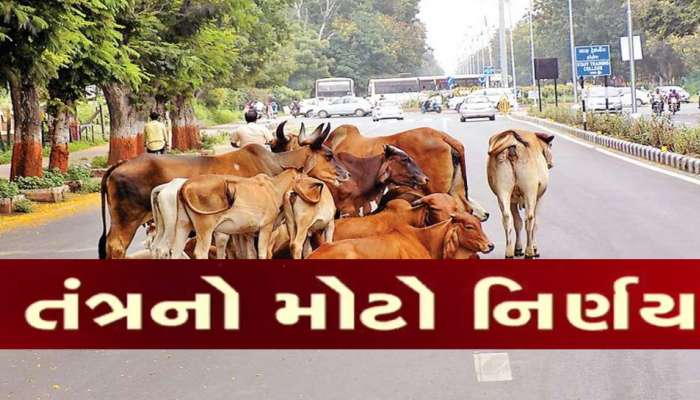 હવે નહીં સચવાય! રખડતા ઢોરને પકડીને ખેડૂતોને મફતમાં આપી દેવાશે, તંત્રએ લીધો સૌથી મોટો નિર્ણય