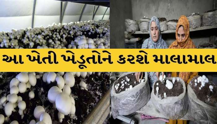 હવે ઘરમાં જ થશે ખેતી! અલગ ખેતર લેવાની જરૂર નથી, મળે છે તાલીમ અને સરકાર આપે છે સબસિડી