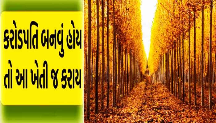 ગુજરાતના ખેડૂતોને કરોડપતિ બનાવી રહ્યું છે આ અંગ્રેજી ઝાડ! ટેકાના ભાવની રામાયણ ખતમ