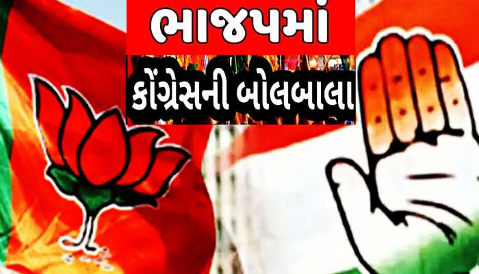 કોંગ્રેસ યુક્ત ભાજપ: કમળવાળા ફિલ્ડિંગ ભરતા રહી ગયા, ભાજપમાં સદી ફટકારશે પંજાવાળા!