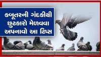 કબૂતરની ગંદકીથી પરેશાન છો તો ભગાડવાની જરૂર નથી આ ઉપાયો કરો, ઘરથી 100 ફૂટ દૂર જ રહેશે