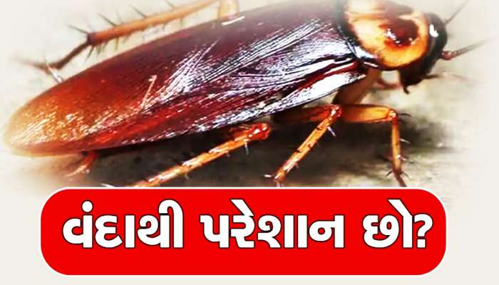 વંદાએ વર્તાવ્યો છે ત્રાસ? આટલું કરવાથી રસોડું તો શું ઘરના દરવાજે પણ નહીં આવે વંદો