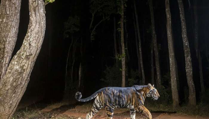 ભારતનો દુર્લભ ખજાનો પાછો આવ્યો! દેશના આ જંગલમાં જોવા મળ્યા 10 કાળા વાઘ 