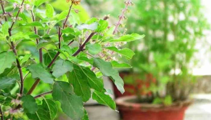 Tulsi Pujan Diwas: આ વિધિથી કરો તુલસીની પૂજા, ઘરમાં સુખ-સમૃદ્ધિની સાથે વધશે અઢળક ધન