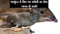'છછૂંદર કે સિર મે ચમેલી કા તેલ'...ખુબ જ રસપ્રદ છે આ કહેવતનો અર્થ, જાણીને દંગ રહેશો