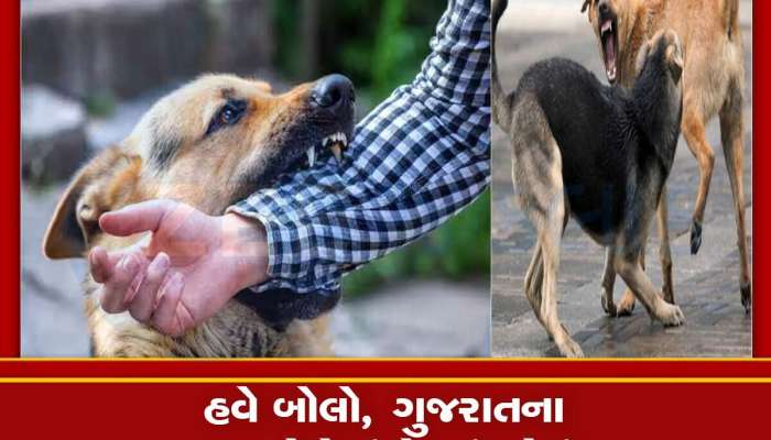 ગુજરાતમાં કૂતરાઓથી બચીને રહેજો, રોજ 700થી વધુ લોકોને કરડી રહ્યા છે, અઢી લાખ લોકો બન્યા શિકાર 
