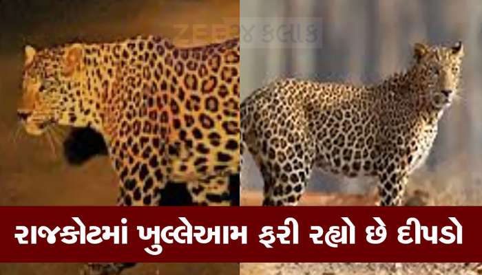 રાજકોટમાં રાતે એકલા બહાર નીકળતા નહિ : દીપડાના ડરથી વન વિભાગે આપી ચેતવણી