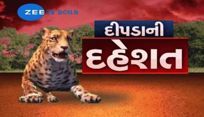 ગુજરાતનાં ત્રણ જિલ્લામાં દીપડાનો આતંક; એક જિલ્લામાં તો 7 વર્ષના બાળક પર હુમલો કરતા કરૂણ મોત