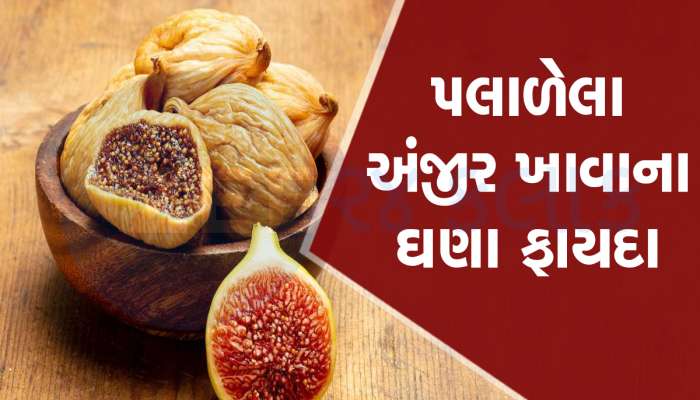 Figs Benefits: શિયાળામાં દરરોજ ખાવ અંજીર, મળશે ગજબના ફાયદા, ઇમ્યૂનિટી થશે મજબૂત 