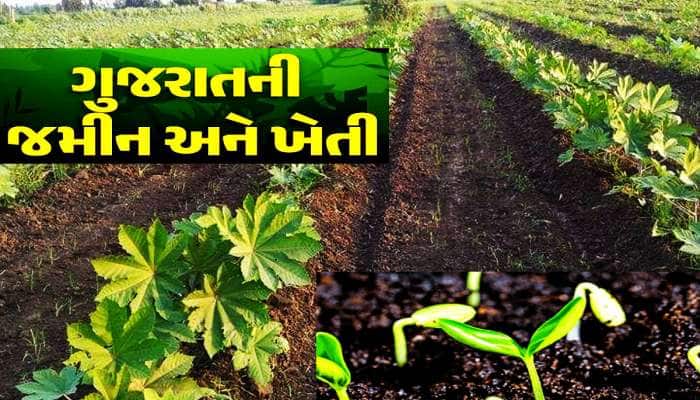 કાંપ, કાળી, પડખાઉ...ખેડૂતો આ 7 જમીનોનું ગણિત સમજી જાય તો ગુજરાતમાં 'સોનું' પાકશે!