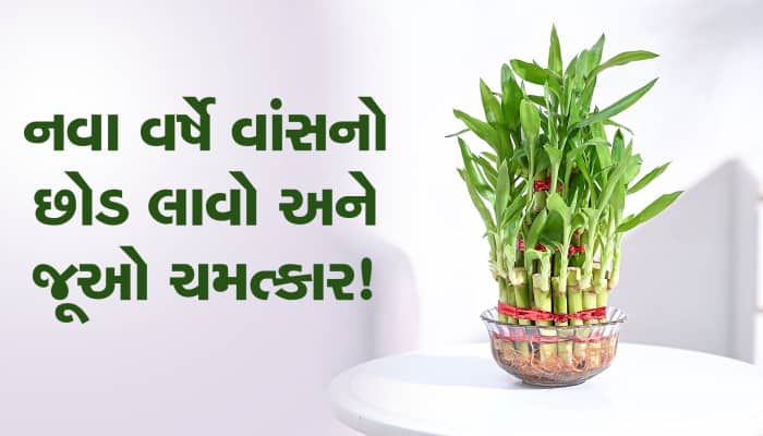 નવા વર્ષે ઘરમાં લગાવો વાંસનો છોડ, આખુ વર્ષ જબરદસ્ત જશે!