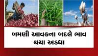 ડુંગળી બાદ મરચા અને કપાસે રડાવ્યા, મરચાની મબલક આવક, ભાવમાં 800નો કડાકો