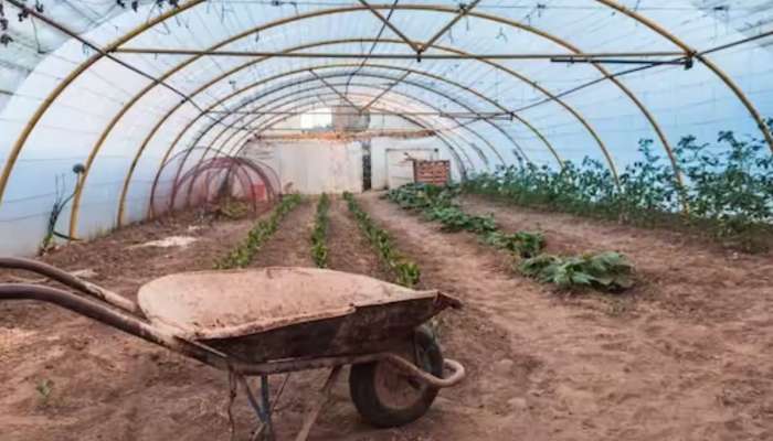 Farming Technique: આ નવી ટેકનિકથી કરો ખેતી, ખર્ચ ઘટશે, ઓછી મહેનતમાં મળશે સારૂ ઉત્પાદન