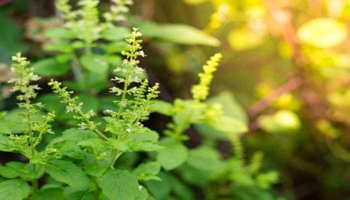 તુલસીના છોડમાં જોવા મળતા આ 3 ફેરફાર ધનલાભ થવાનો હોય છે સંકેત, જીવનમાં વધે છે સુખ