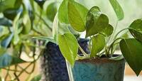 Money Plants: મની પ્લાન્ટમાં પાણી નાંખતા આ એક કામ કરશો તો ન્યાલ થઈ જશો!