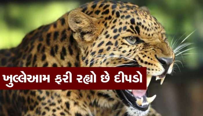 ડરતા શહેરીજનોને ગુહાર, કંઈક કરો સરકાર! શહેરમાંથી હવે આ ગામડામાં ઘૂસ્યો ડરામણો દીપડો