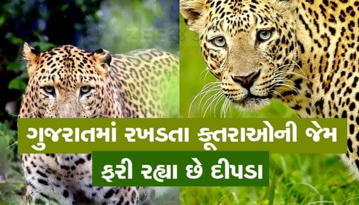 ગુજરાતના 31 જિલ્લામાં ફરે છે દીપડા : દીપડાઓને રોકવા સરકારે તૈયાર કર્યો એક્શન પ્લાન