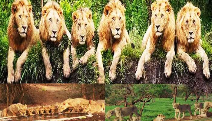 કિસકી મજાલ જો છેડે દિલેર કો...ગુજરાતના આ ગામની સાત સિંહો કરે છે સિક્યોરિટી!