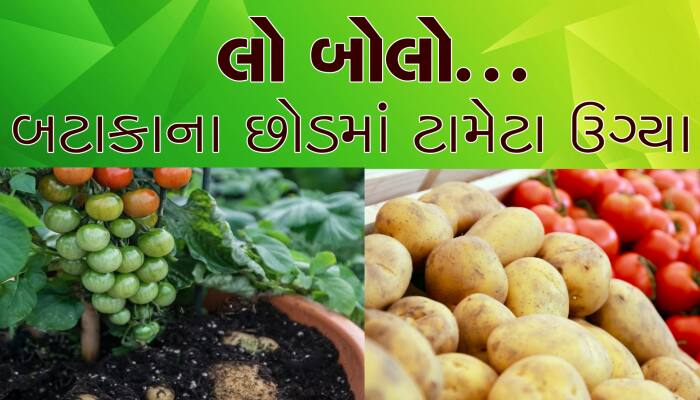 બટાકાના છોડમાં ટામેટા ઉગ્યા, હરિયાણાના ચરખી દાદરીના ખેડૂતો આશ્ચર્યચકિત...