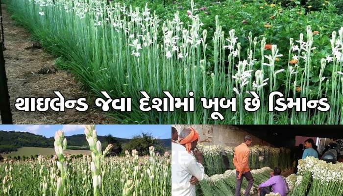 ઘઉં-બાજરી છોડો કરો આની ખેતી,  કરો રોજની 20-30 હજાર રૂપિયાની કમાણી, સરકાર આપશે સબસિડી