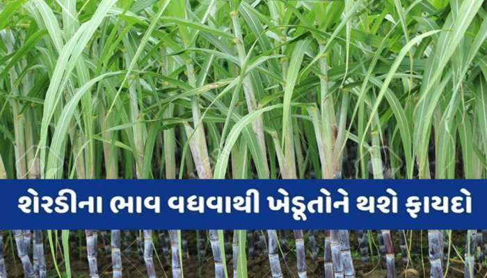 શેરડી પકવતા ખેડૂતોમાં ખુશીનો માહોલ: હવે નવા પાકથી મેળવી શકશે લાખોની આવક