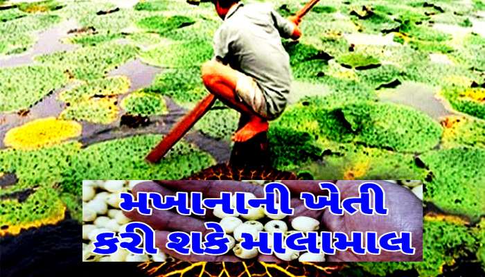 ગુજરાતીઓ માટે આ વસ્તુની ખેતી છે સૌથી શ્રેષ્ઠ! બસ બેઠાંબેઠાં રૂપિયા જ ગણવાના