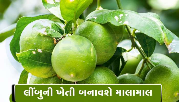 લીંબુની આ જાતનો છોડ લગાવવા પર 12 વર્ષ સુધી મળશે ફળ, દર મહિને થશે 1.50 લાખથી વધુની કમાણી