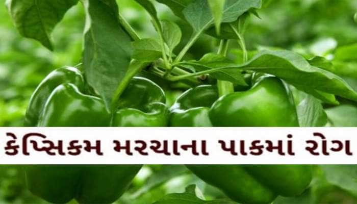 ફરી એકવાર ગુજરાતના ખેડૂતો મુકાયા મુશ્કેલીમાં! કેપ્સિકમ મરચાના પાકમાં આવ્યો ગંભીર રોગ